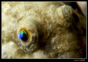 The eye of the EU-Bullhead :-D by Daniel Strub 